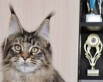 Кошки в Москве: Котята мейн кун Девочка, 45 000 руб. - фото 2