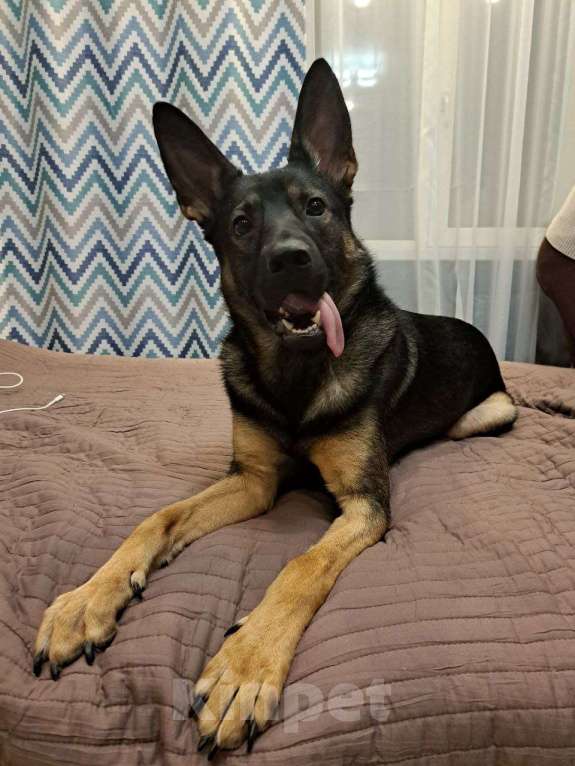 Собаки в Липецке: Немецкая овчарка в добрые руки Мальчик, 1 руб. - фото 2