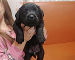 Собаки в Твери: Щенки Лабрадора Мальчик, 1 руб. - фото 4