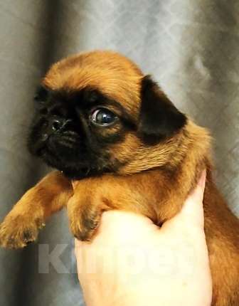 Собаки в Москве: пти брабансон - рыжий малыш Мальчик, 45 000 руб. - фото 2