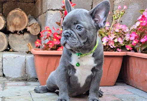 Голубой мальчик щенок