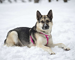Собаки в Москве: Миролюбивая Айза в добрые руки Девочка, Бесплатно - фото 3
