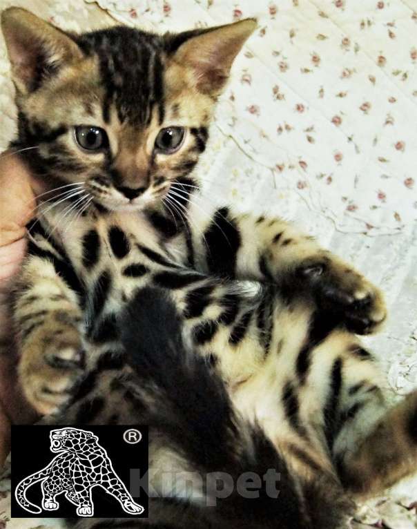 Кошки в Хабаровске: Бенгальский котенок. Профессиональный Питомник. Мальчик, Бесплатно - фото 4