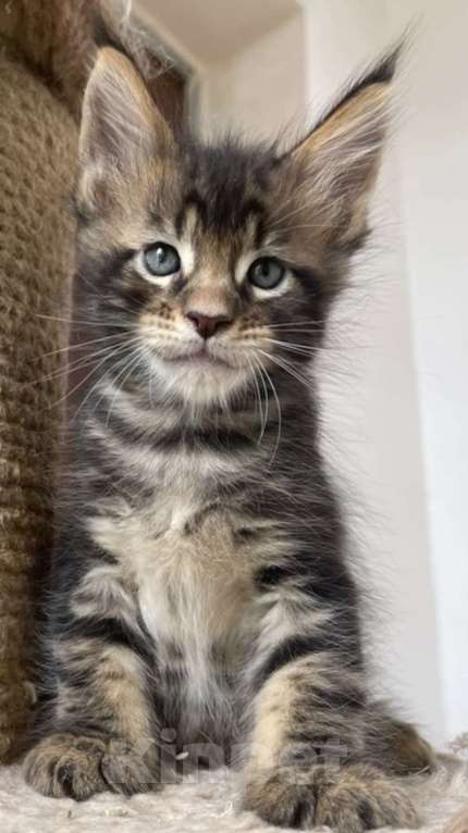 Кошки в Санкт-Петербурге: Мальчик Коронос  Мальчик, 60 000 руб. - фото 4