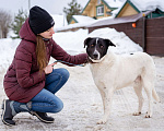 Собаки в Москве: Пёсель из приюта в поисках дома Мальчик, Бесплатно - фото 3