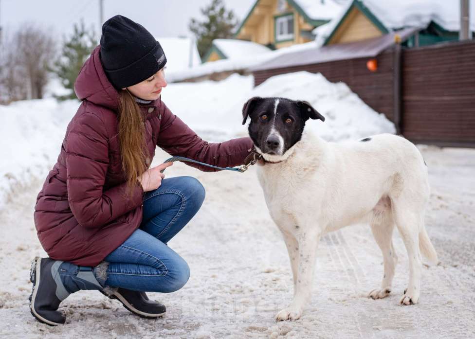 Собаки в Москве: Пёсель из приюта в поисках дома Мальчик, Бесплатно - фото 3