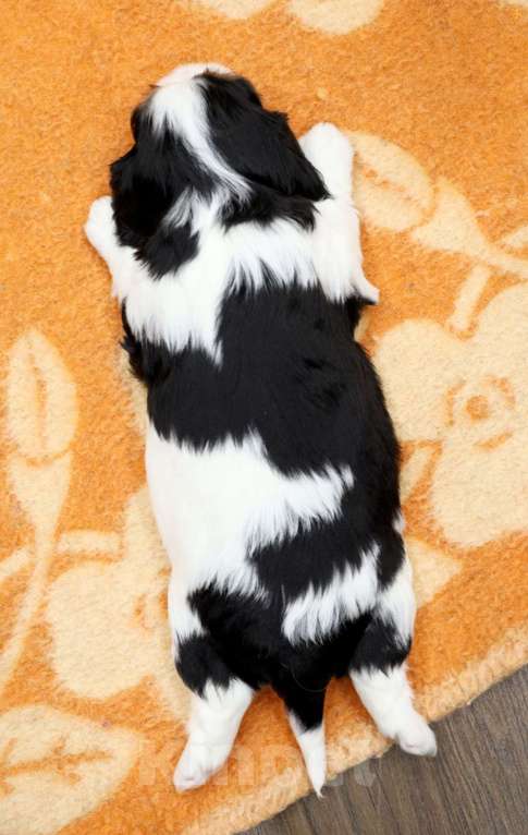 Собаки в Омске: Кавалер кинг чарльз мальчик Мальчик, 110 000 руб. - фото 4