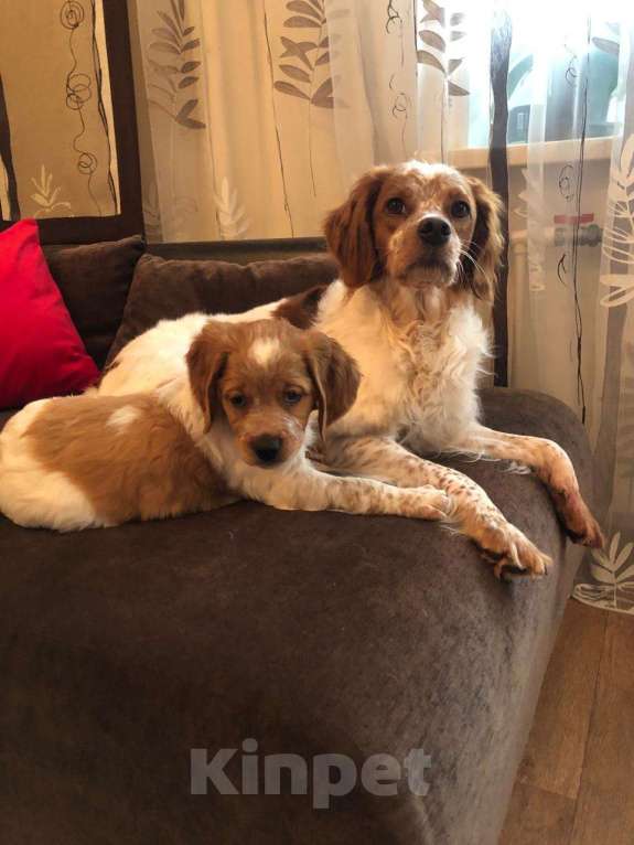 Собаки в Волгограде: Бретонский эпаньоль Мальчик, 50 000 руб. - фото 3