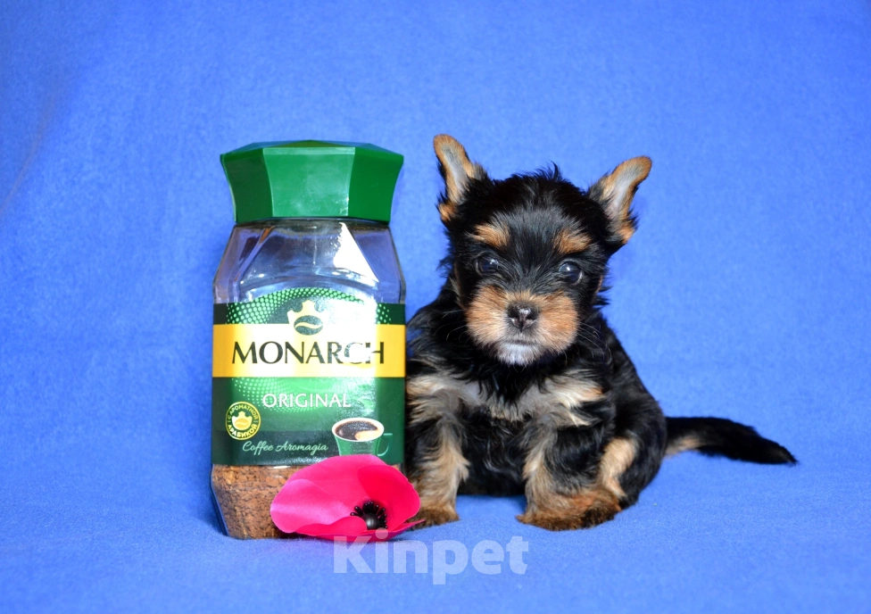 Собаки в Москве: Щенки йоркширского терьера  Мальчик, 25 000 руб. - фото 3