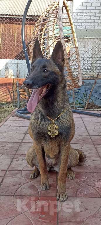 Собаки в Дедовске: Готовы к резерву щенки малинуа!!! Мальчик, 70 000 руб. - фото 7