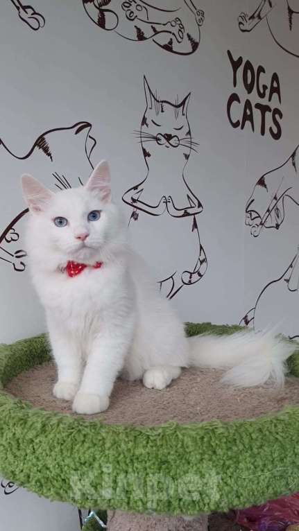 Кошки в Новосибирске: Aramis Мальчик, 50 000 руб. - фото 6