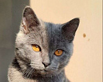 Кошки в Брянске: В добрые руки потеряшка Девочка, Бесплатно - фото 1