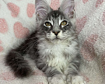 Кошки в Дмитрове: Черная серебристая мраморная девочка мейн кун Zlata Девочка, 30 000 руб. - фото 7