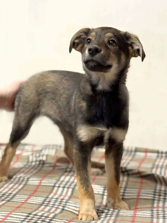 Собаки в других городах Московской области: Маркус  Мальчик, Бесплатно - фото 5