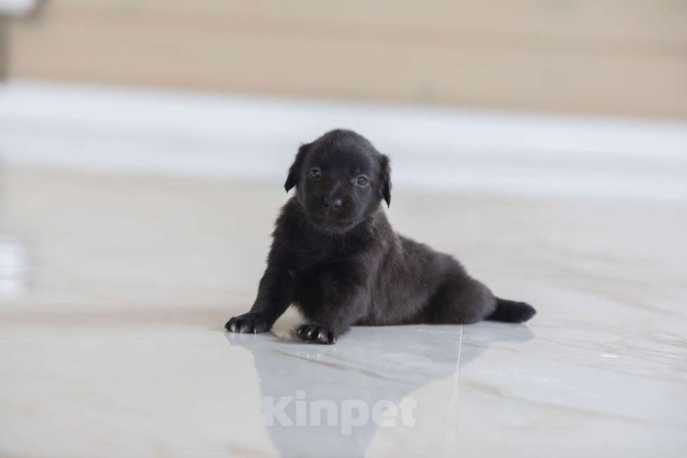 Собаки в Москве: Гришенька ждет маму и папу Мальчик, Бесплатно - фото 3