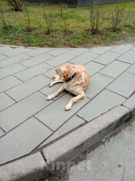 Собаки в Москве: Метис лабрадора Оскар в добрые руки Мальчик, Бесплатно - фото 6