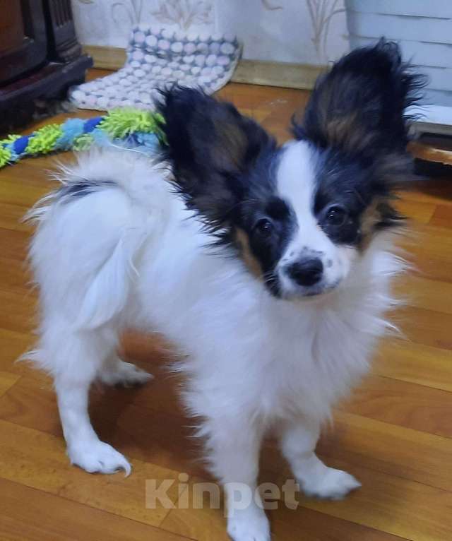 Собаки в Волгодонске: шустрая Бианка Девочка, 40 000 руб. - фото 4