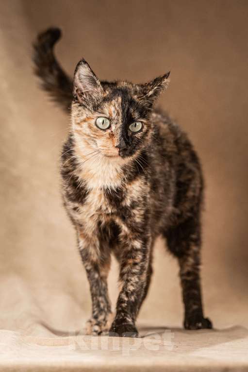 Кошки в Клине: Венеция — кошка в маске, полная контрастов Девочка, Бесплатно - фото 3