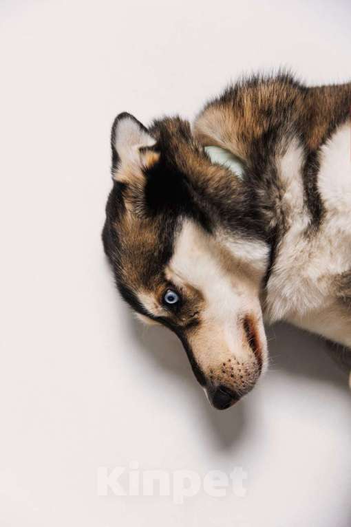 Собаки в Екатеринбурге: У нас снова не уехал Мейс… Больше того, по нему не было ни одного обращения… Мальчик, Бесплатно - фото 2