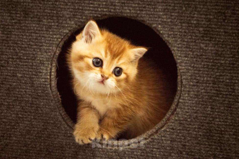 Кошки в Липецке: Шотландец 1 Мальчик, 18 000 руб. - фото 6