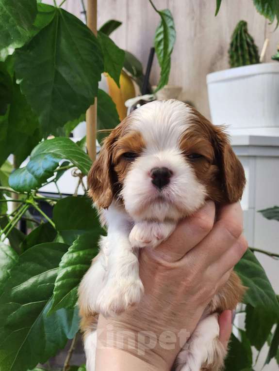 Собаки в Анапе: Синяя лента  Мальчик, 80 000 руб. - фото 8