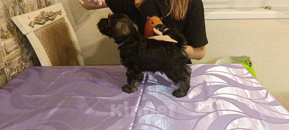 Собаки в Москве: Щенки цвергшнауцера Мальчик, Бесплатно - фото 1