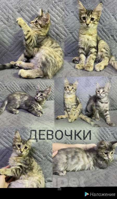 Кошки в других городах Пермского края: Пушистые любимчик. Мальчик, 15 000 руб. - фото 3