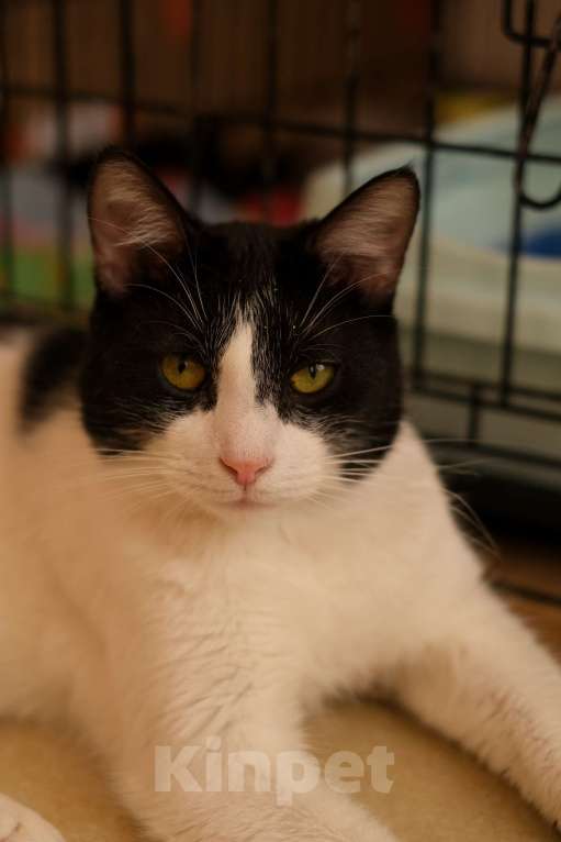 Кошки в Санкт-Петербурге: Бонифаций из приюта в добрые руки Мальчик, Бесплатно - фото 6