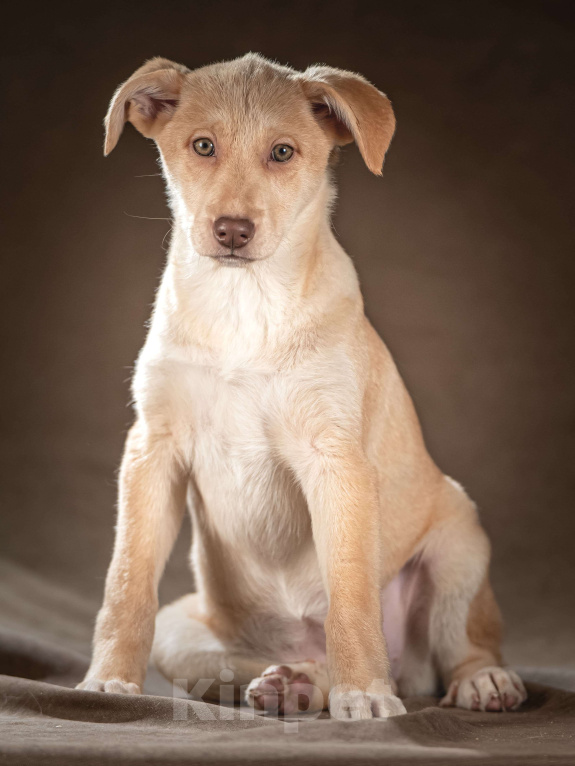 Собаки в Клине: Мейбл — нежная малышка готова подарить вам всю свою любовь Девочка, Бесплатно - фото 5