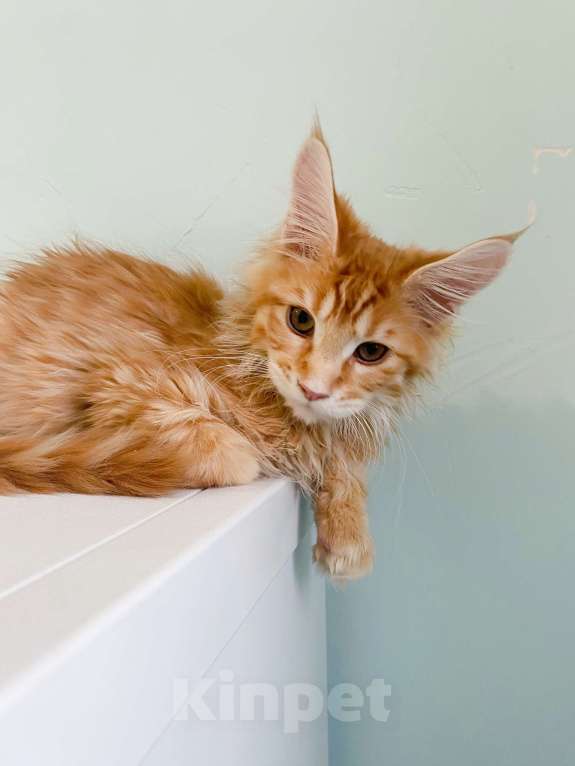 Кошки в Екатеринбурге: мейн-кун девочка Девочка, 25 000 руб. - фото 1