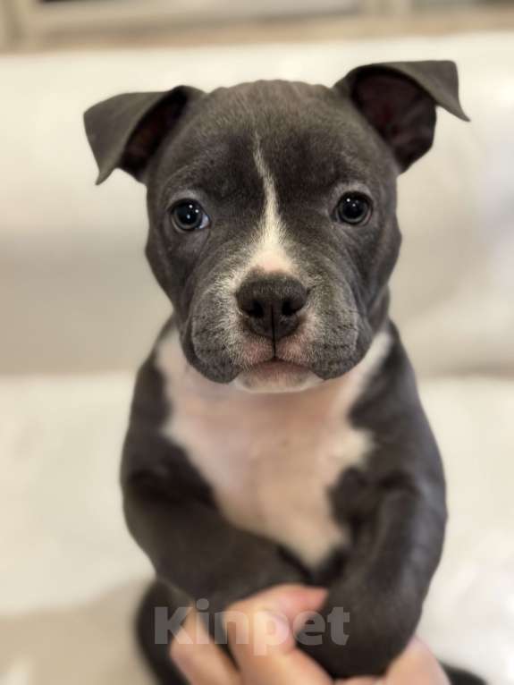 Собаки в Краснодаре: Щенок Американского булли Девочка, 180 000 руб. - фото 7
