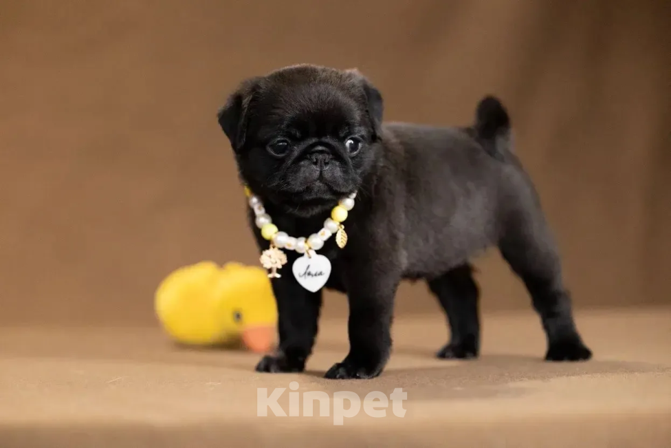 Собаки в Ореховом-Зуево: Очаровательная малышка ищет любящую семью! Девочка, 60 000 руб. - фото 2