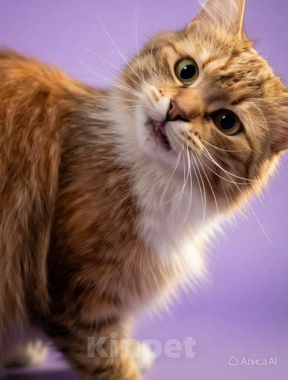 Кошки в Санкт-Петербурге: Очень ласковая молодая кошка. Пушистая. Кастрирована и привита. Девочка, Бесплатно - фото 6