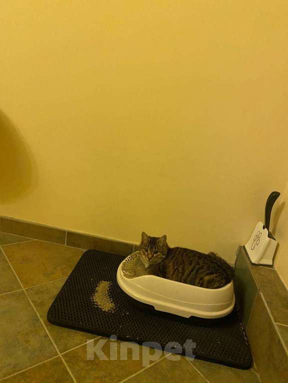 Кошки в других городах Московской области: Ласковых котят в любящую семью   Мальчик, Бесплатно - фото 3