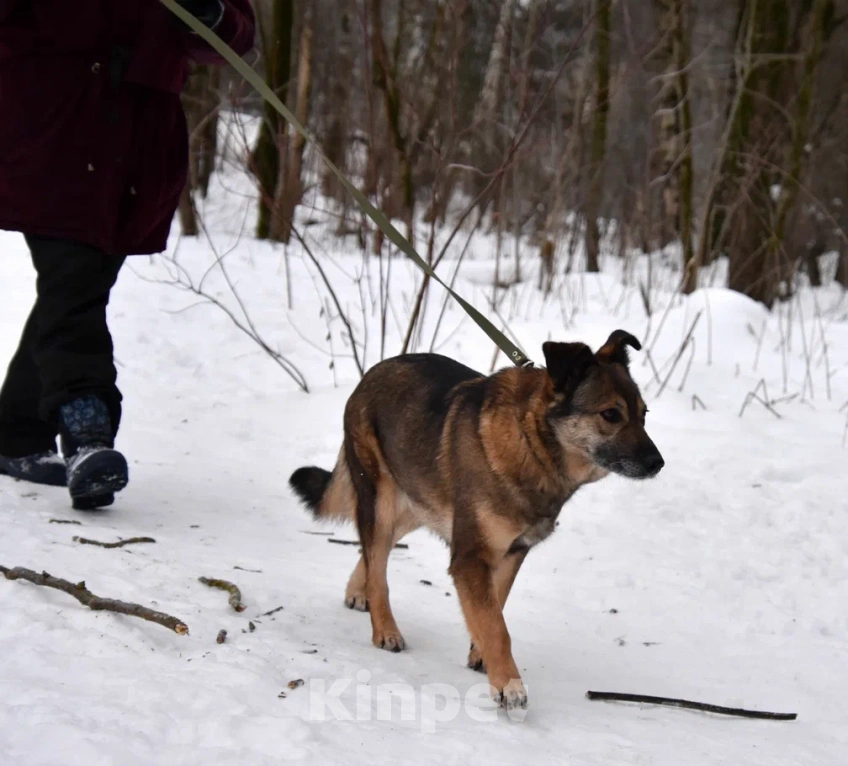Собаки в Москве: Гера в поисках семьи Девочка, Бесплатно - фото 7