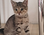 Кошки в Дмитрове: Маленький котенок ищет дом. Мальчик, Бесплатно - фото 1