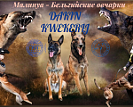 Собаки в Москве: Прекрасные щенки, девочки Малинуа (Бельгийские овчарки) Девочка, 120 000 руб. - фото 1
