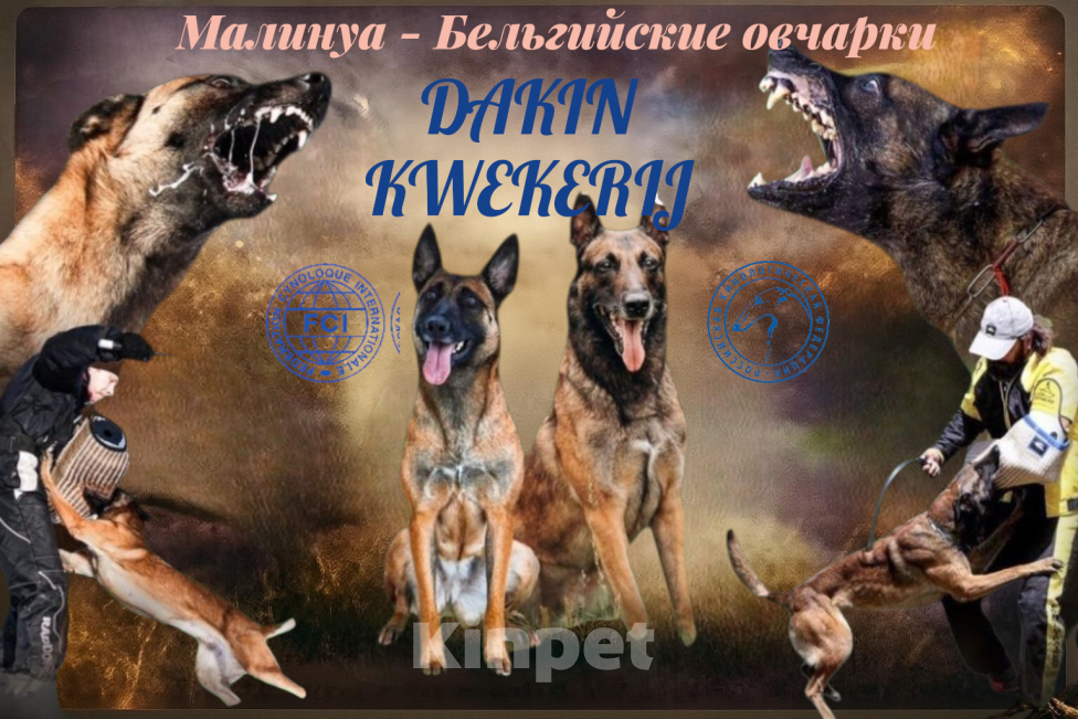 Собаки в Москве: Прекрасные щенки, девочки Малинуа (Бельгийские овчарки) Девочка, 120 000 руб. - фото 1