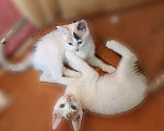 Кошки в Рязани: Беленький котик, с рыжим пятнышком Мальчик, 250 руб. - фото 1
