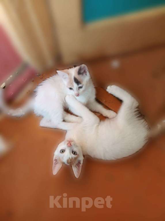 Кошки в Рязани: Беленький котик, с рыжим пятнышком Мальчик, 250 руб. - фото 1