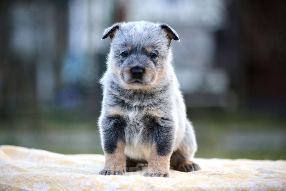 Собаки в Санкт-Петербурге: Щенок хилера Мальчик, Бесплатно - фото 2