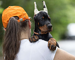 Собаки в Зеленограде: Доберман, крупный кобель 2 мес  Мальчик, 100 000 руб. - фото 1