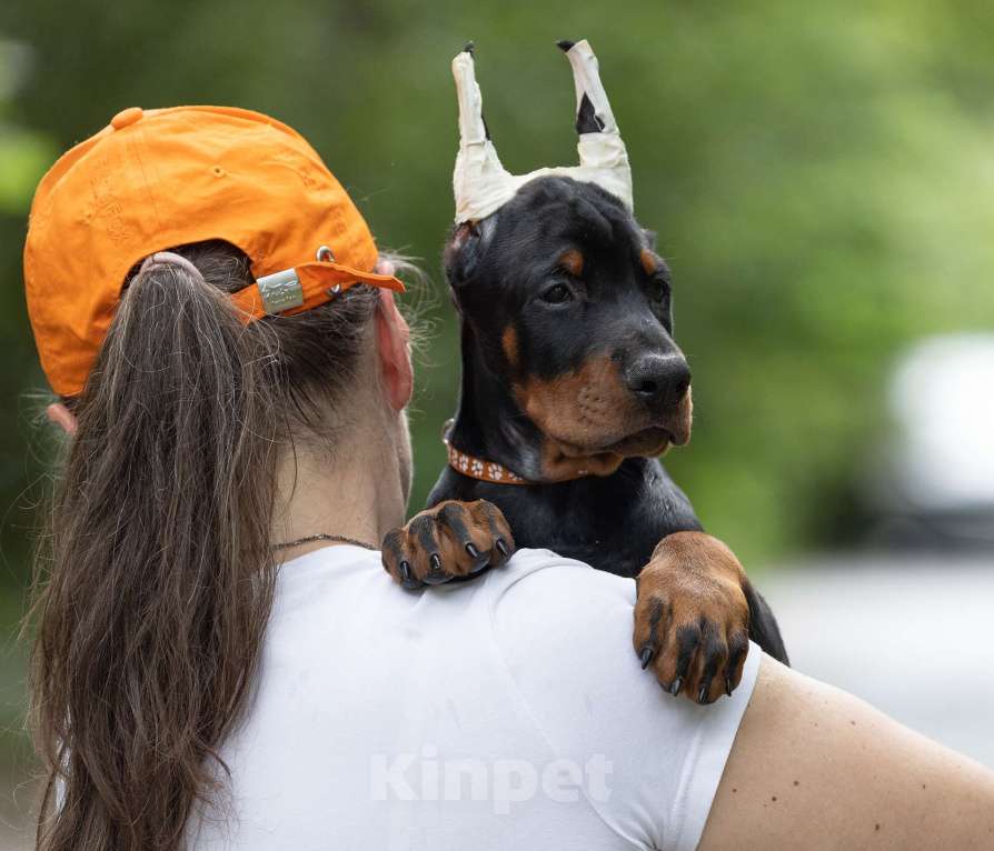Собаки в Зеленограде: Доберман, крупный кобель 2 мес  Мальчик, 100 000 руб. - фото 1