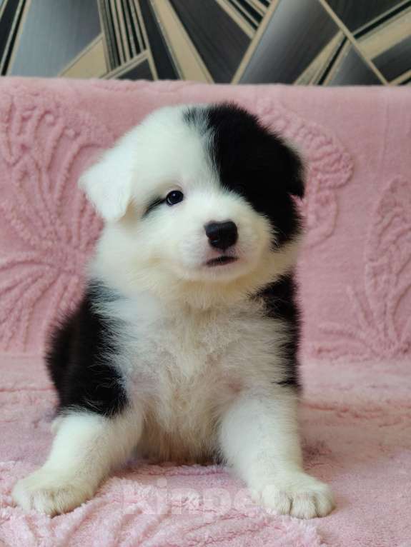 Собаки в других городах Приморского края: Щенок бордер колли Мальчик, 100 000 руб. - фото 2