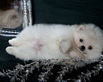 Собаки в Москве: Померанский шпиц -мишка крем и белые, 60 000 руб. - фото 9