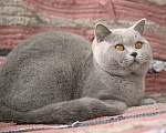 Кошки в Москве: Британский голубой котик, очень ласковый. Мальчик, 70 000 руб. - фото 1