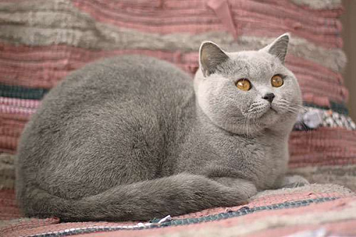 Британский голубой котик, очень ласковый.