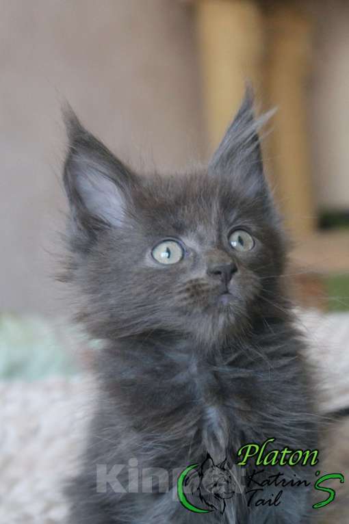 Кошки в Санкт-Петербурге: Мейн-Кун мальчик голубого окраса Мальчик, 45 000 руб. - фото 4