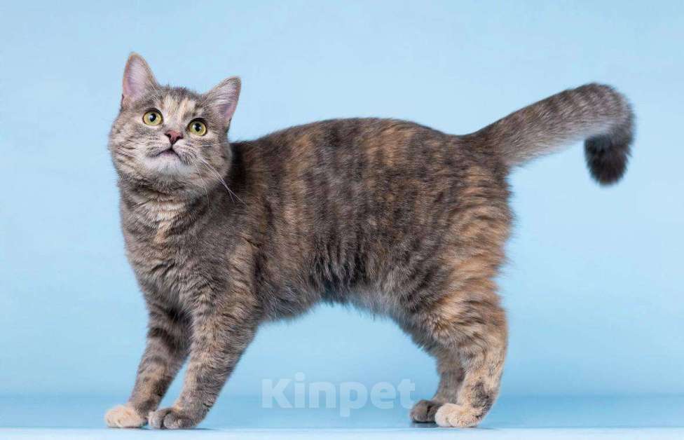 Кошки в Москве: Кошечка Руна ищет доброе сердце. Девочка, Бесплатно - фото 4