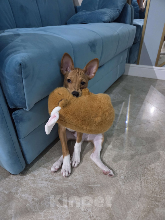 Собаки в Краснодаре: Вольт ждёт новую семью Мальчик, Бесплатно - фото 6